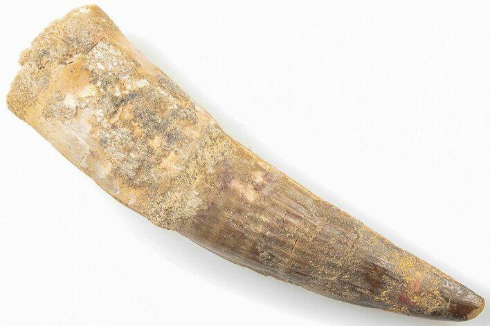 Bargain, 3.57" Real Spinosaurus Tooth - Composite Tooth
